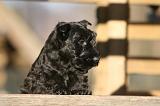SCOTTISH TERRIER 164